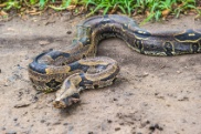 Reptilien - Fleisch - Kochkurs im Raum Mannheim Reptilien - Fleisch - Kochkurs im Raum Mannheim